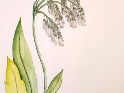 atelier kong botanical illustrations watercolor pencils artwork little bells